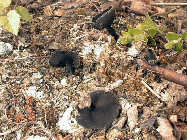 Helvella corium